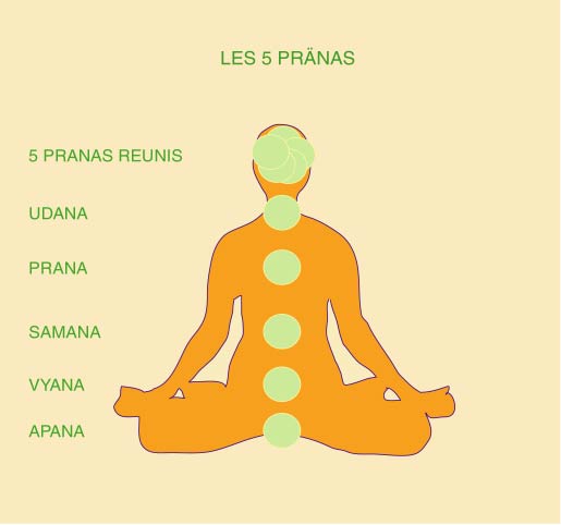 Cakra चक्र lev 1 : the 5 Prāṇa प्राण - CENTRE JAYA