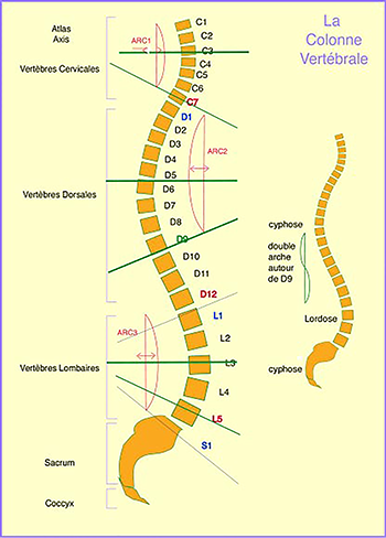 ELE667Adaptateur de voyage de la colonne vertébrale anglais avec